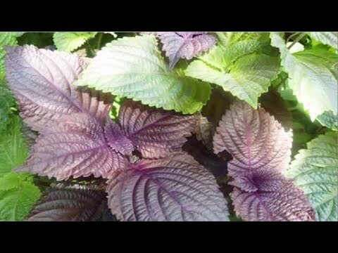 Cách chữa khò khè cho trẻ bằng tía tô